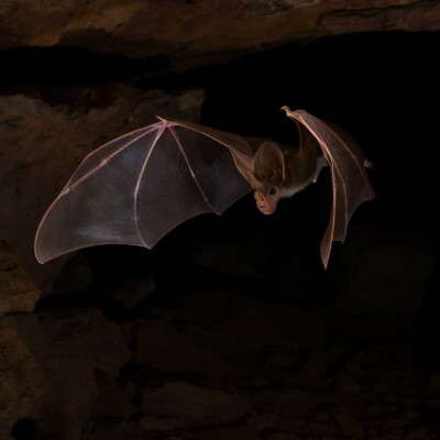 Ghost Bats and Mining